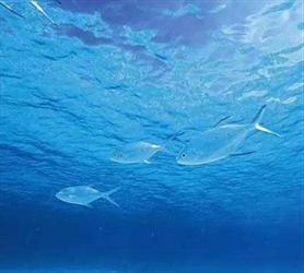 深海魚油能降血脂嗎？攝入前先明白這些事……